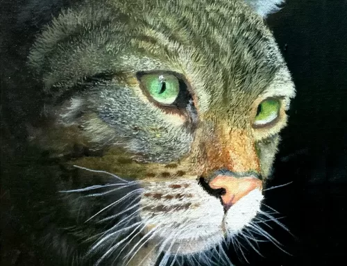 Eye ‘Cat’ching